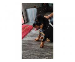Rottweiler 70 days 4 male puppies available - 1
