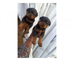 Rottweiler Female Available Top quality Full Heavy Puppies