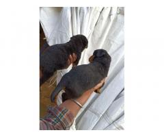Rottweiler Female Available Top quality Full Heavy Puppies