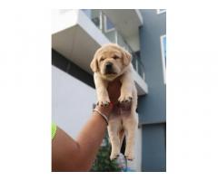 Labrador puppies available for sale Indore