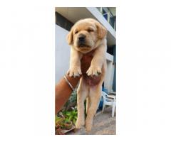 Labrador puppies available for sale Indore