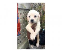 Labrador female puppy available location Bhopal