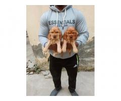 Golden Cocker Spaniel Puppies for Sale