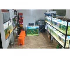 Diamond Aquarium And Pet Shop Barabanki Uttar Pradesh