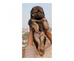 Long coat German shepherd male puppy for sale