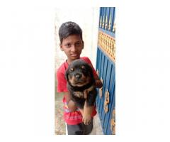 Rottweiler Puppies Available for Sale Chennai - 2