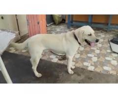 Quality Labrador male 1.5 years fresh male available