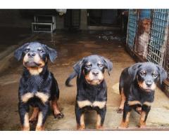 Rottweiler Puppies for Sale - 1