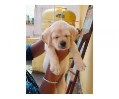 Labrador retriever puppy available for sale