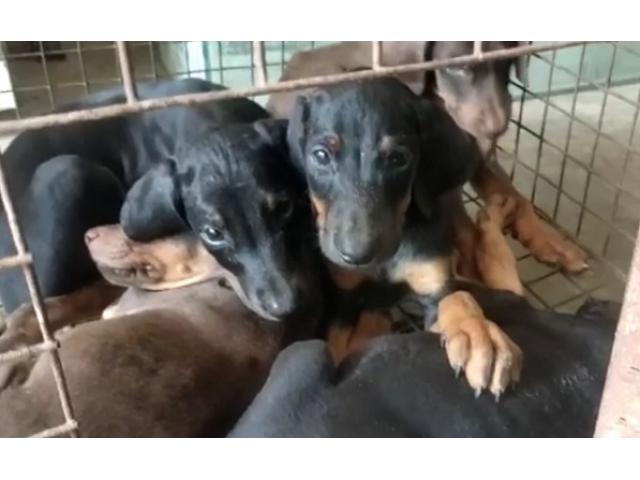 Doberman lot available for Sale - 1