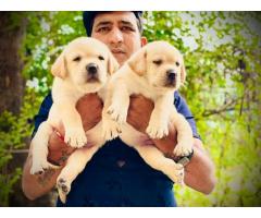 Labrador male female available for Sale Pune - 1