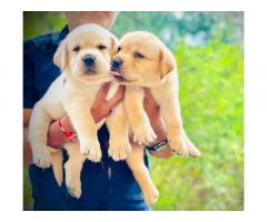 Labrador male female available for Sale Pune