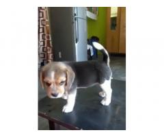 Beagle Puppies available in Ludhiana