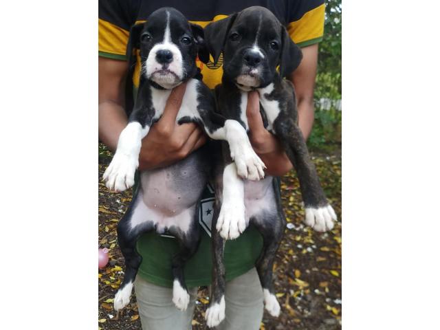 Boxer Puppies Available in Nashik - 1/2
