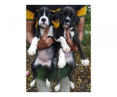 Boxer Puppies Available in Nashik
