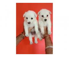 Pom Puppies available in Raikot For Sale