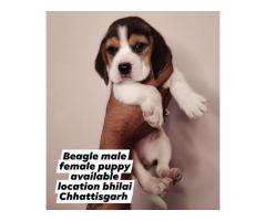 Beagle Puppies available in Bhilai