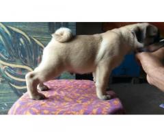 Pug Puppies Available in Kolhapur