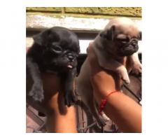 Pug Puppy available in patiala punjab - 1