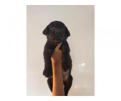 Labrador Black Male Puppy Available in Karnal For Sale