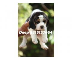 Beagle Puppies available - 1