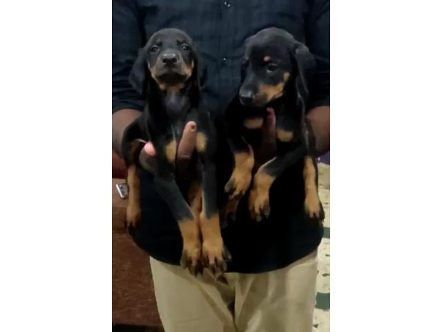 Doberman puppies available in Silchar Assam - 1/2