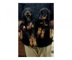 Doberman puppies available in Silchar Assam
