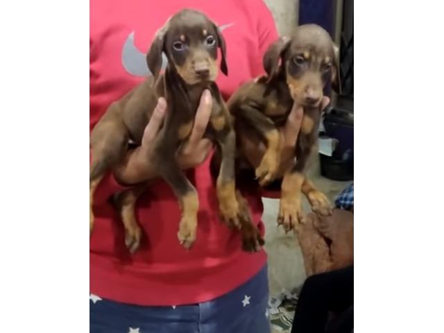 Doberman puppies available in Silchar Assam - 2/2