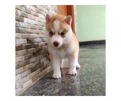 Husky Female Puppy Available in Bangalore - 1
