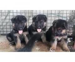 German Shepherd Puppies available in Mohali