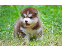 Siberian Husky Puppies Available for Sale