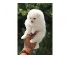 Snow White Pom Puppy Available