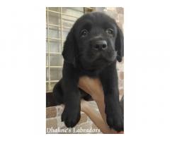 Labrador Dog Price in Nashik, For Sale, Buy Online - 1