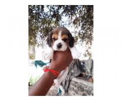 Beagle Puppy available for sale in pune - 1