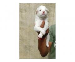 Pom Puppy Available in Malerkotla for Sale - 1