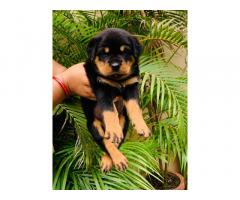 Rottweiler Puppy for sale Delhi - 1