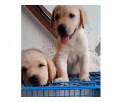 Labrador puppy for sale in Delhi - 1