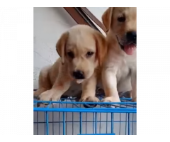 Labrador puppy for sale in Delhi - 2