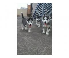 Husky Blue eyes female Puppies for sale in Bangalore - 1