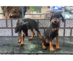 Doberman female puppy available in Mumbai