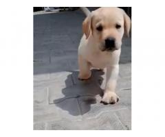 Labrador puppy for sale in delhi - 2