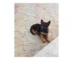German Shepherd Puppies Available in Pune - 1