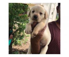 Labrador Retriever For Sale Pune, Lab Puppies Pune - 1