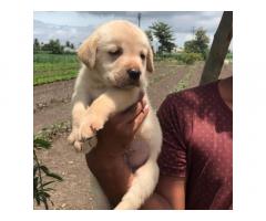 Labrador Retriever For Sale Pune, Lab Puppies Pune