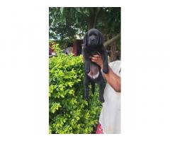 Black Labrador Puppy Price in Nashik, For Sale - 1