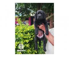 Black Labrador Puppy Price in Nashik, For Sale - 2