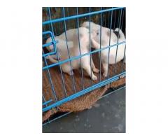 Pom Puppy Available in Ludhiana For sale - 1
