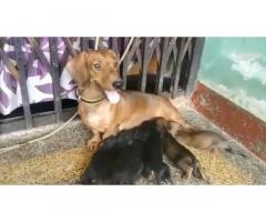 Dachshund Puppies for Sale in Kovilpatti, Buy Online, Price