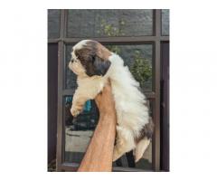 Shih Tzu Puppy available in punjab