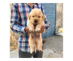 Golden Retriever available in punjab patiala - 1